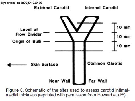 niva versus intimal thickness testing|intima media thickness normal range.